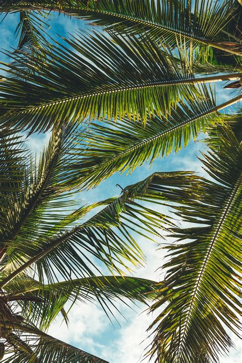 images of palm trees|20+ Palm Tree Pictures [HD] .
